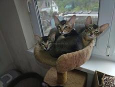 Котята Ориенталы