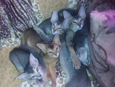 Котята Ориенталы