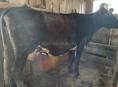 Продам коровы на молоко