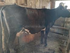 Продам коровы на молоко