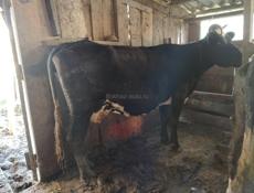 Продам коровы на молоко
