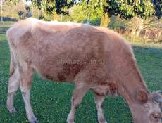 Продам срочно