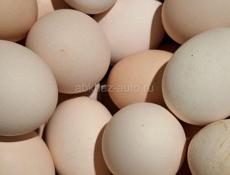Яйца для инкубации 