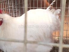 Продаются петухи породы Джерский гигант