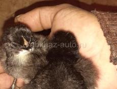 Продаются цыплята породы Джерский гигант