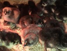 Продаются цыплята породы Джерский гигант