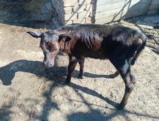 Продаю телку 5 дней Дранда