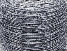 Колючка одноосновная 