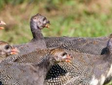 Цысарята 3 недели крупные. 