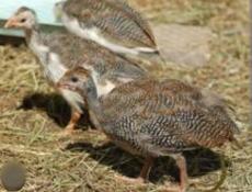 Цысарята 3 недели крупные. 