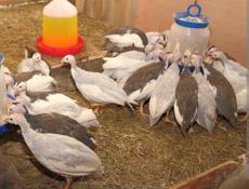 Цысарята 3 недели крупные. 