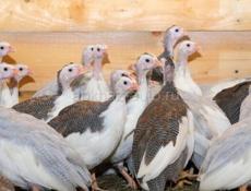 Цысарята 3 недели крупные. 