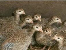 Цысарята 3 недели крупные. 