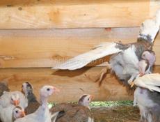 Цысарята 3 недели крупные. 