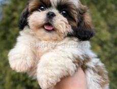 ПРОДАЮТСЯ ШИ ТЦУ 