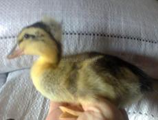 Утята 10 дней двух пород Башкирская и голубой Фаворит так-же их микс. 