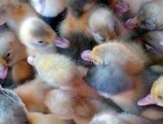 Утята 10 дней двух пород Башкирская и голубой Фаворит так-же их микс. 