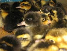 Утята 10 дней двух пород Башкирская и голубой Фаворит так-же их микс. 