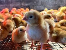 ЦЫПЛЯТА РЕД БРО , ПЛИМУТРОК 