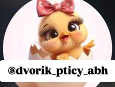 ЦЫПЛЯТА РЕД БРО , ПЛИМУТРОК 