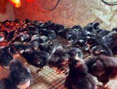 ЦЫПЛЯТА РЕД БРО , ПЛИМУТРОК 