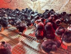 ЦЫПЛЯТА РЕД БРО , ПЛИМУТРОК 