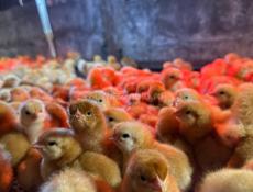 ЦЫПЛЯТА РЕД БРО , ПЛИМУТРОК 