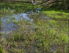 📌УЧАСТОК АЛАХАДЗЫ