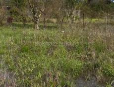 📌УЧАСТОК АЛАХАДЗЫ