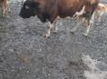 Продается бык 🐂 
