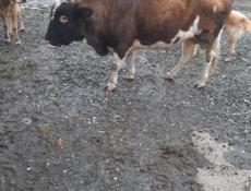 Продается бык 🐂 