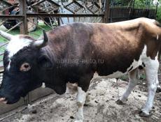 Продается бык 🐂 