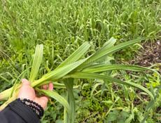 Продается Прасса