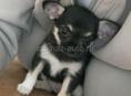 Продаются чистокровные щеночки чихуахуа 