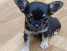 Продаются чистокровные щеночки чихуахуа 
