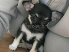 Продаются чистокровные щеночки чихуахуа 