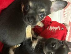 Продаются чистокровные щеночки чихуахуа 