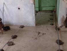 Ремонт под ключ