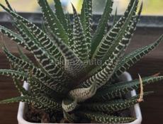 Продается цветок