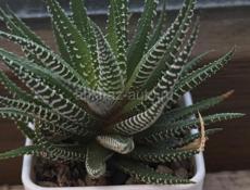 Продается цветок