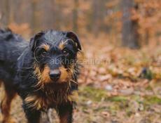 Ищу немецкого ягдтерьера