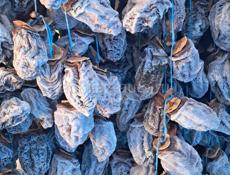 Сушка бичок