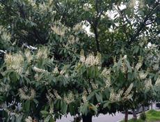 Участок на маяке