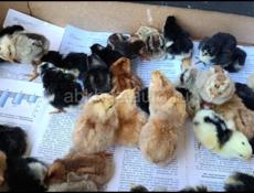 продаются цыплята 