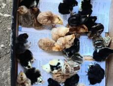 продаются цыплята 