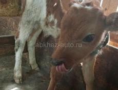 Продаётся телёнок