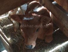 Продаётся телёнок