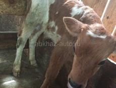 Продаётся телёнок