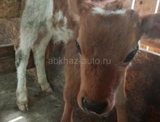 Продаётся телёнок
