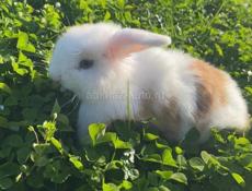 Декоративный кролик Минилоп 